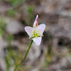 Laxmannia gracilis (Slender Wire Lily) at Bombay, NSW - 8 Feb 2025 by MatthewFrawley