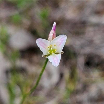 Laxmannia gracilis (Slender Wire Lily) at Bombay, NSW - 8 Feb 2025 by MatthewFrawley