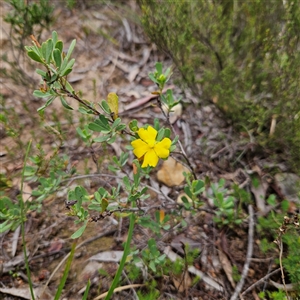 Hibbertia obtusifolia at Bombay, NSW - 8 Feb 2025 02:18 PM