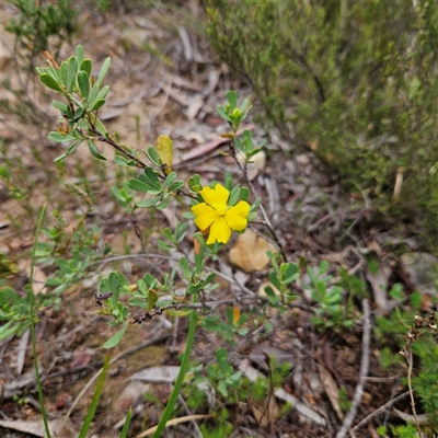 Hibbertia obtusifolia (Grey Guinea-flower) at Bombay, NSW - 8 Feb 2025 by MatthewFrawley