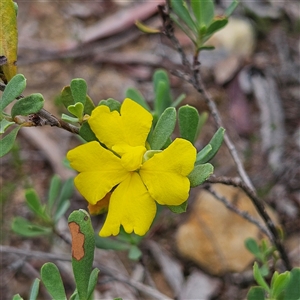 Hibbertia obtusifolia at Bombay, NSW - 8 Feb 2025 02:18 PM