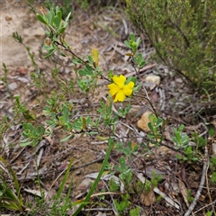 Hibbertia obtusifolia at Bombay, NSW - 8 Feb 2025 02:18 PM