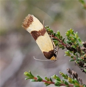 Chrysonoma fascialis (A Concealer moth (Wingia group) at Bombay, NSW - 8 Feb 2025 by MatthewFrawley