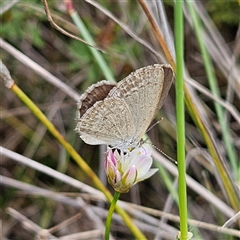 Zizina otis (Common Grass-Blue) at Bombay, NSW - 8 Feb 2025 by MatthewFrawley