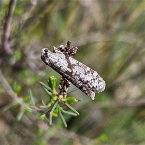 Conoeca guildingi (A case moth) at Bombay, NSW - 8 Feb 2025 by MatthewFrawley