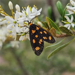 Asura cervicalis (Spotted Lichen Moth) at Bombay, NSW - 8 Feb 2025 by MatthewFrawley