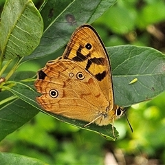 Heteronympha merope at Braidwood, NSW - 9 Feb 2025 by MatthewFrawley