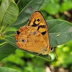 Heteronympha paradelpha at Braidwood, NSW - 9 Feb 2025 12:12 PM