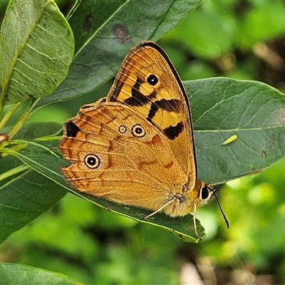 Heteronympha paradelpha (Spotted Brown) at Braidwood, NSW - 9 Feb 2025 by MatthewFrawley