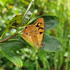 Heteronympha paradelpha at Braidwood, NSW - 9 Feb 2025 12:12 PM