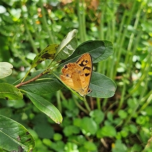 Heteronympha paradelpha at Braidwood, NSW - 9 Feb 2025 12:12 PM