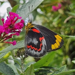 Delias nigrina (Black Jezebel) at Braidwood, NSW - 9 Feb 2025 by MatthewFrawley