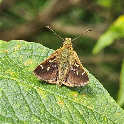 Dispar compacta (Barred Skipper) at Braidwood, NSW - 9 Feb 2025 by MatthewFrawley