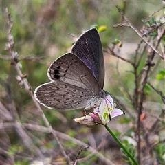 Erina hyacinthina at Bombay, NSW - 8 Feb 2025 by MatthewFrawley