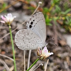 Erina hyacinthina at Bombay, NSW - 8 Feb 2025 02:28 PM