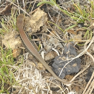 Liopholis whitii (White's Skink) at Uriarra Village, ACT - 9 Feb 2025 by Harrisi