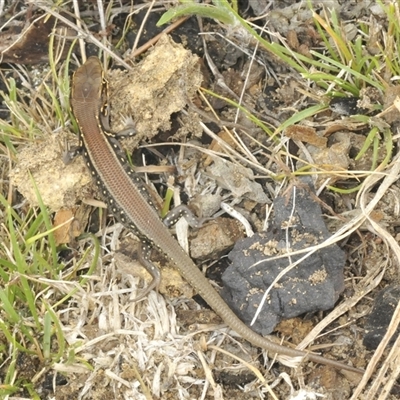 Liopholis whitii (White's Skink) at Uriarra Village, ACT - 9 Feb 2025 by Harrisi