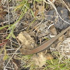 Liopholis whitii at Uriarra Village, ACT - 9 Feb 2025 01:51 PM