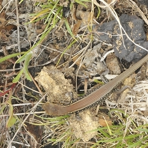 Liopholis whitii at Uriarra Village, ACT - 9 Feb 2025 01:51 PM