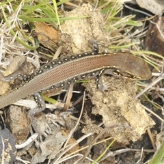 Liopholis whitii at Uriarra Village, ACT - 9 Feb 2025 01:51 PM