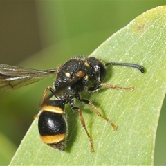 Eumeninae (subfamily) (Unidentified Potter wasp) at Uriarra Village, ACT - 9 Feb 2025 by Harrisi