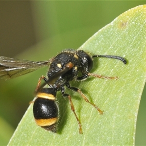 Eumeninae (subfamily) at Uriarra Village, ACT - 9 Feb 2025 02:05 PM