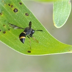 Eumeninae (subfamily) at Uriarra Village, ACT - 9 Feb 2025 02:05 PM