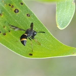 Eumeninae (subfamily) at Uriarra Village, ACT - 9 Feb 2025 02:05 PM