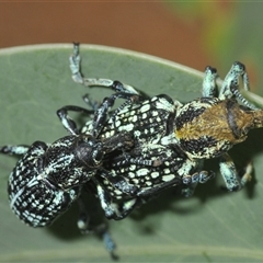 Chrysolopus spectabilis (Botany Bay Weevil) at Uriarra Village, ACT - 9 Feb 2025 by Harrisi