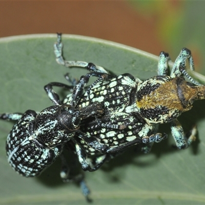 Chrysolopus spectabilis (Botany Bay Weevil) at Uriarra Village, ACT - 9 Feb 2025 by Harrisi