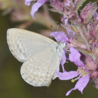 Zizina otis (Common Grass-Blue) at Uriarra Village, ACT - 9 Feb 2025 by Harrisi