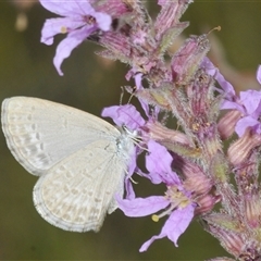 Zizina otis at Uriarra Village, ACT - 9 Feb 2025 02:21 PM