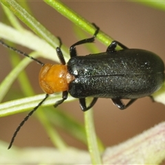 Meloidae (family) (Unidentified Blister Beetle) at Uriarra Village, ACT - 9 Feb 2025 by Harrisi