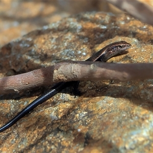 Lampropholis delicata at Higgins, ACT - 8 Feb 2025 by MichaelWenke