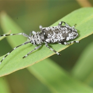 Disterna canosa at Uriarra Village, ACT - 9 Feb 2025 by Harrisi