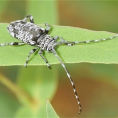 Disterna canosa at Uriarra Village, ACT - 9 Feb 2025 03:24 PM