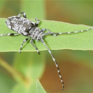 Disterna canosa at Uriarra Village, ACT - 9 Feb 2025 03:24 PM