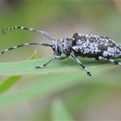 Disterna canosa at Uriarra Village, ACT - 9 Feb 2025 03:24 PM