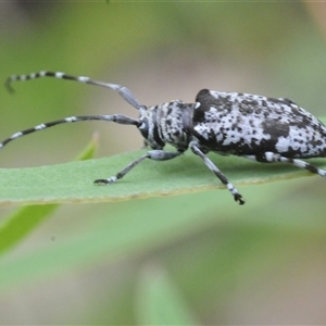 Disterna canosa at Uriarra Village, ACT - 9 Feb 2025 03:24 PM