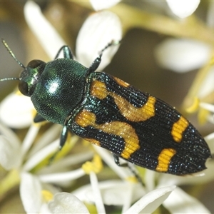 Castiarina flavopicta (Flavopicta jewel beetle) at Uriarra Village, ACT - 9 Feb 2025 by Harrisi