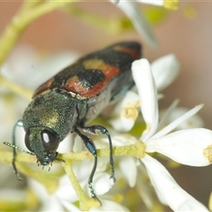 Castiarina sexplagiata (Jewel beetle) at Uriarra Village, ACT - 9 Feb 2025 by Harrisi