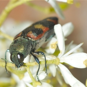 Castiarina sexplagiata (Jewel beetle) at Uriarra Village, ACT - 9 Feb 2025 by Harrisi