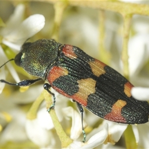 Castiarina sexplagiata at Uriarra Village, ACT - 9 Feb 2025 05:45 PM