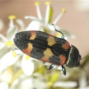 Castiarina sexplagiata at Uriarra Village, ACT - 9 Feb 2025 05:45 PM