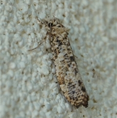 Lepidoscia (genus) ADULT (A Case moth) at Hall, ACT - 9 Feb 2025 by Anna123