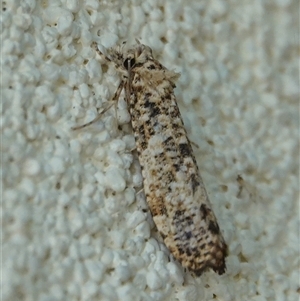 Unidentified Moth (Lepidoptera) at Hall, ACT - 9 Feb 2025 by Anna123