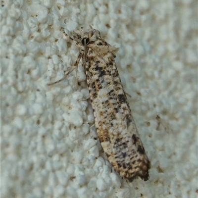 Lepidoscia (genus) ADULT (A Case moth) at Hall, ACT - 9 Feb 2025 by Anna123