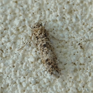 Lepidoscia (genus) ADULT at Hall, ACT - 9 Feb 2025 11:04 AM