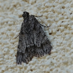 Spectrotrota fimbrialis at Hall, ACT - 8 Feb 2025 09:01 AM