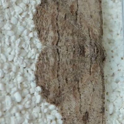 Ectropis excursaria (Common Bark Moth) at Hall, ACT - 9 Feb 2025 by Anna123